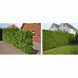 Туя брабант